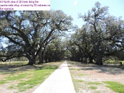 41-North view of 28 trees lining the quarter-mile alley, mirrored by 28 columns on the mansion